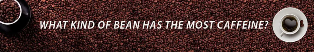 which coffee bean has the highest caffeine content