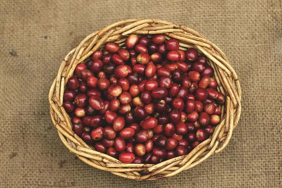 Sumatra - The Best Gourmet Coffee?