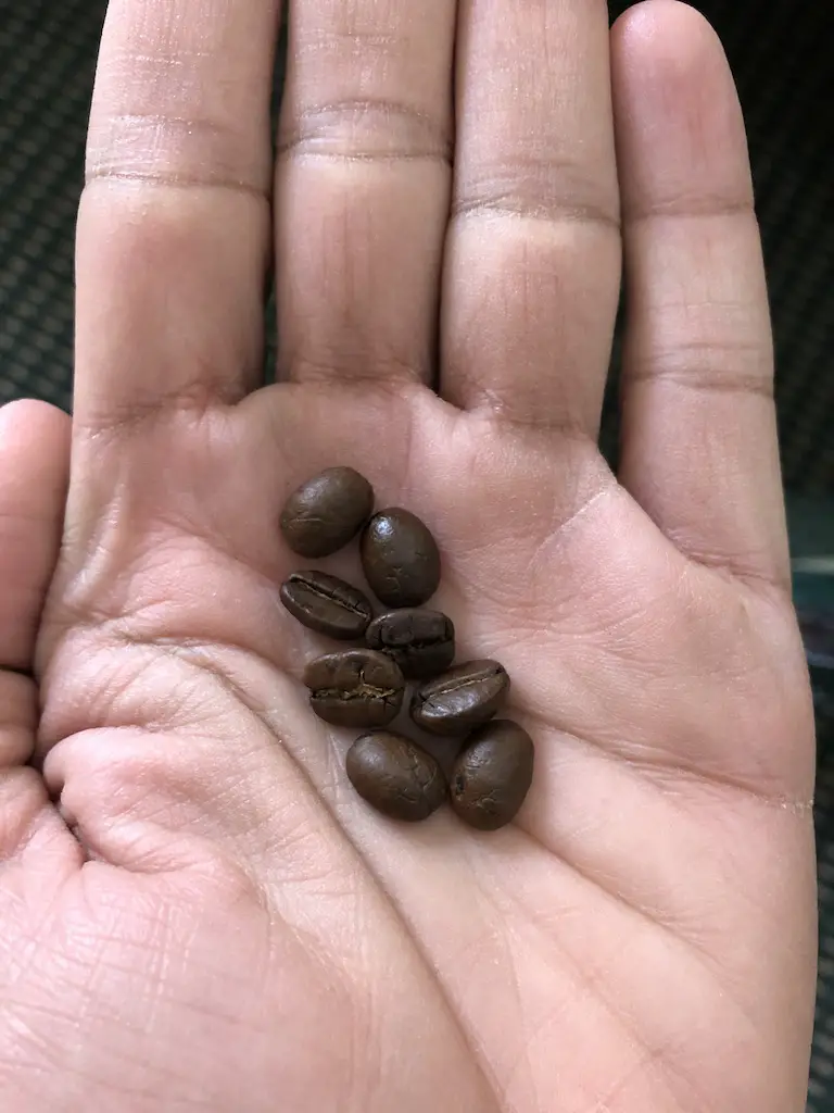 lifeboost medium roast coffee beans in hand