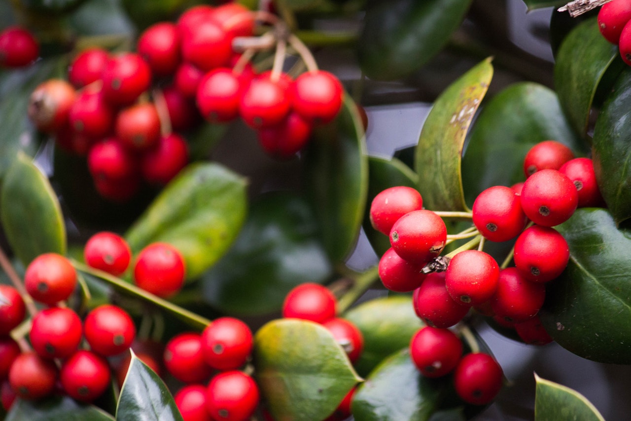A close up of red berries on a bush, highlighting the organic coffee difference.